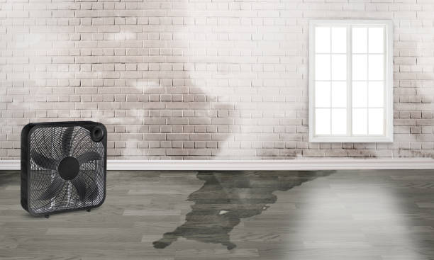 Best Flood damage cleanup  in Eddystone, PA